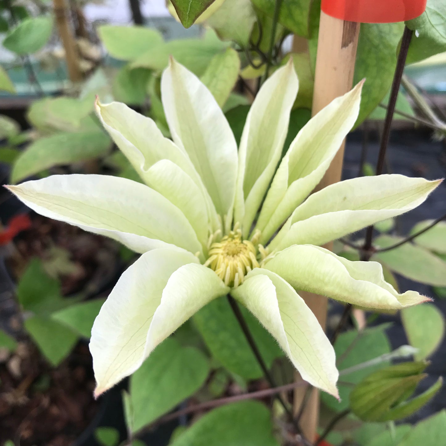 Clematis Wadas Primrose Large 3L Climber Plant