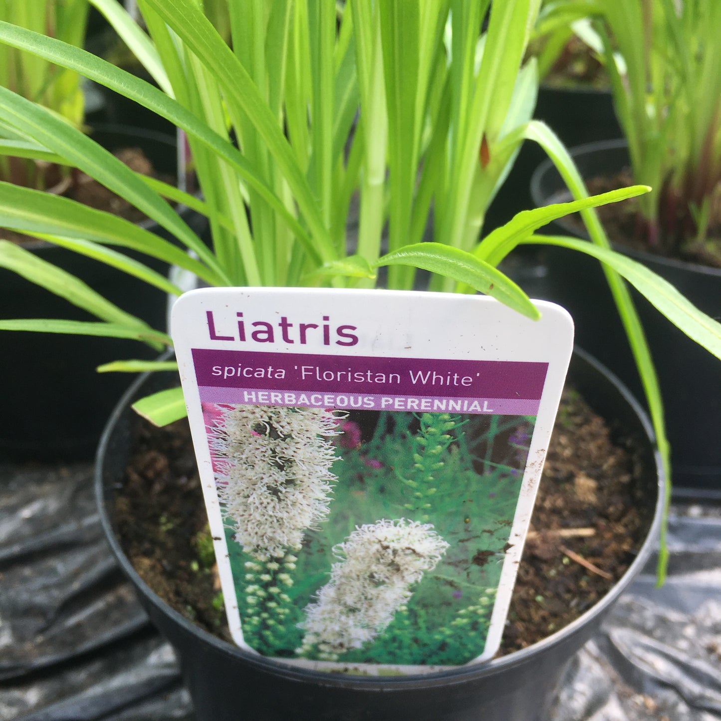 Liatris Spicata Kobold 1L