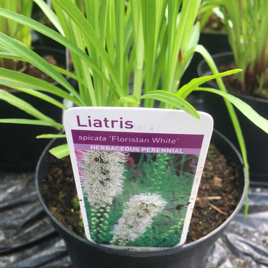 Liatris Spicata 3L