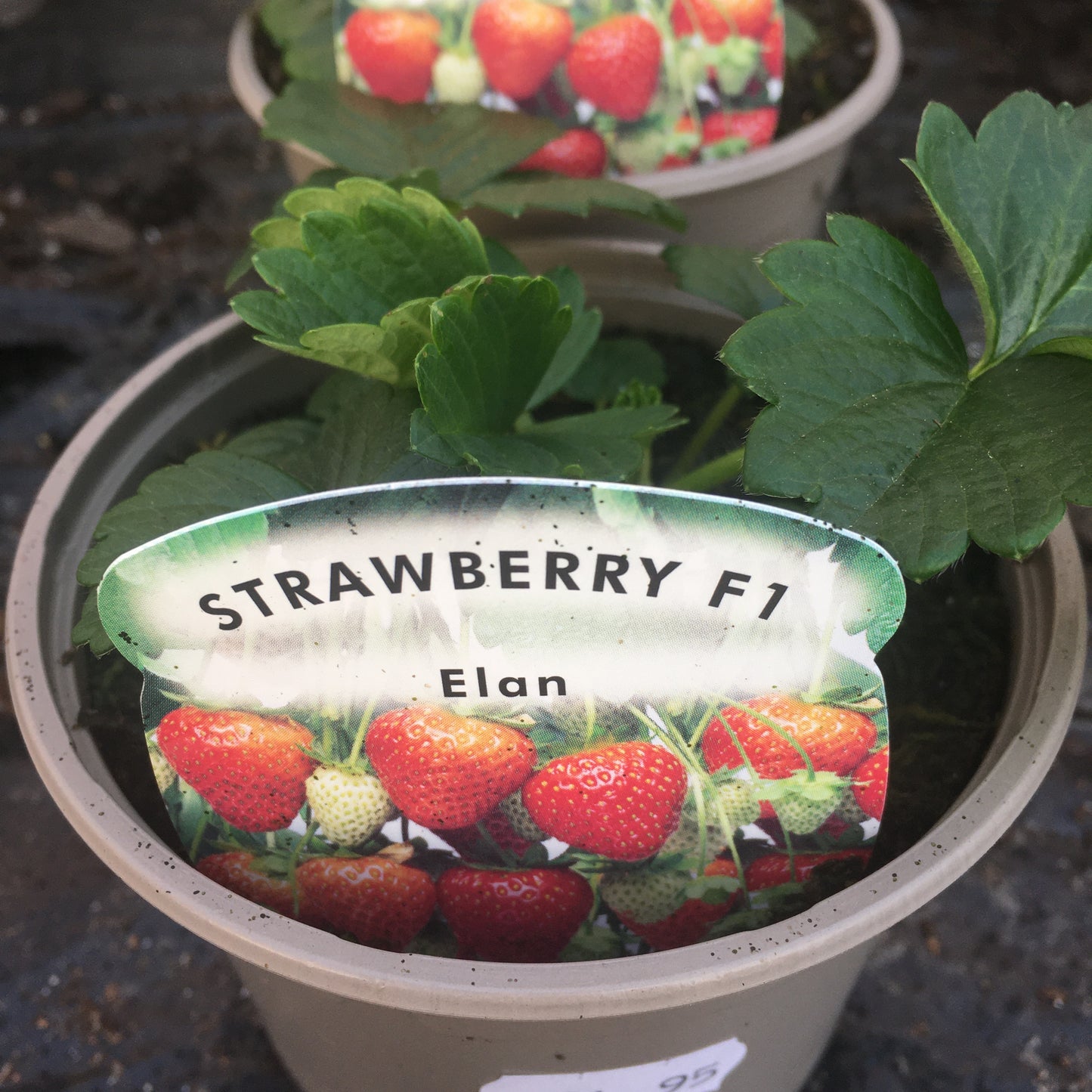 Strawberry Plants 10.5cm