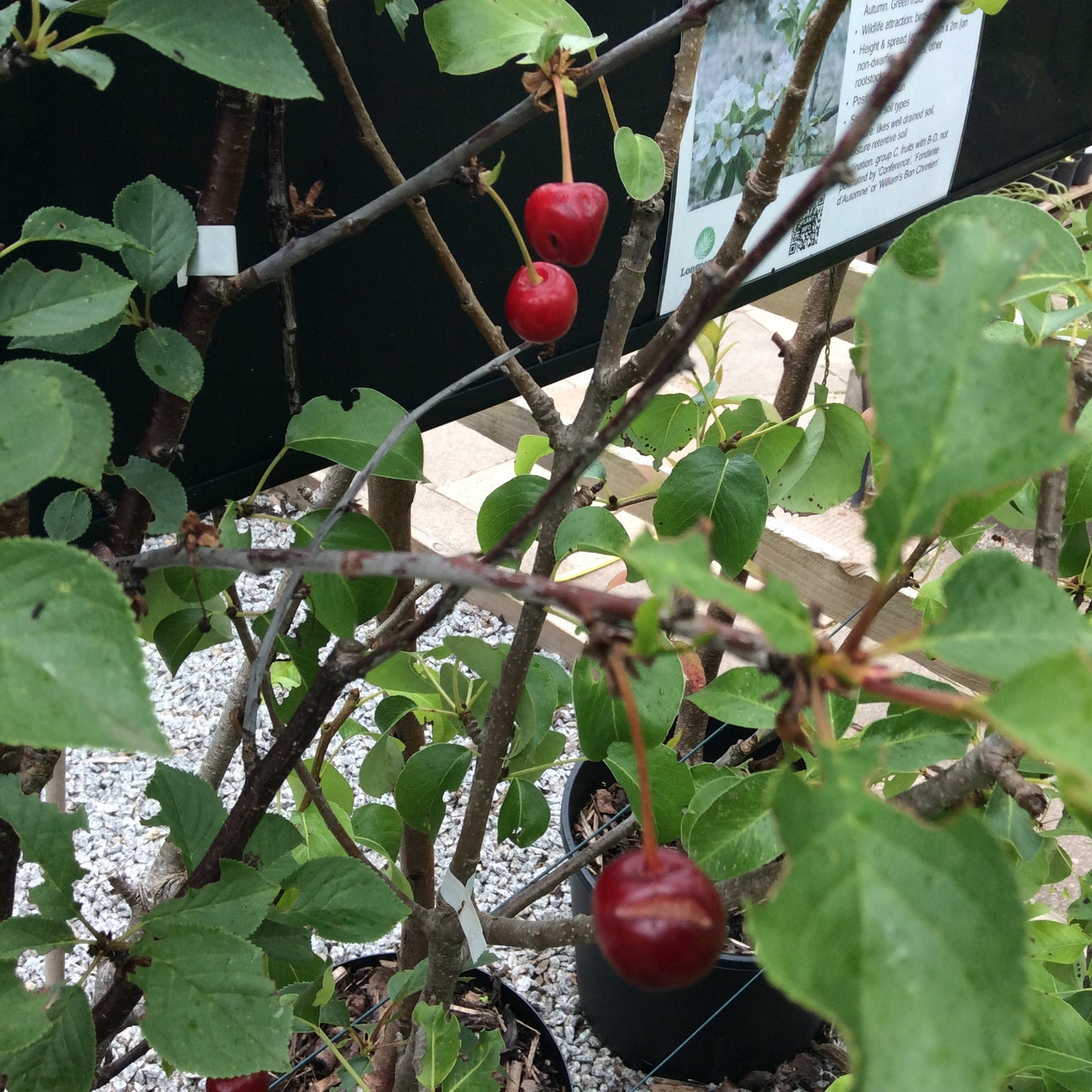 Prunus Morello - Morello Cherry