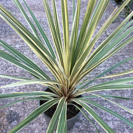 Cordyline australis ‘Torbay Dazzler’ 2/3L