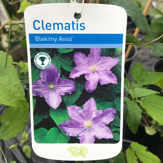 Clematis Blue Angel / Blekitny Aniol Large 2L Climber Plant