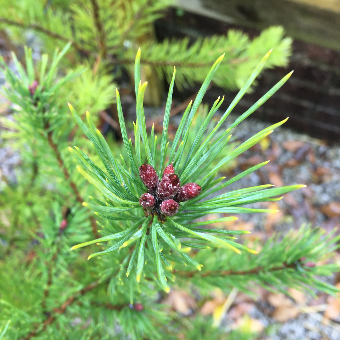 Pinus sylvestris - Scots Pine 15L
