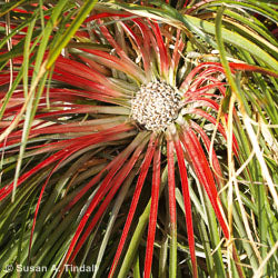 Fascicularia bicolor  - Bicolored giant bromeliad 3/5L