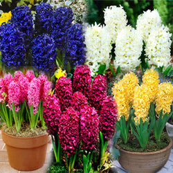 Hyacinths - mixed bulbs