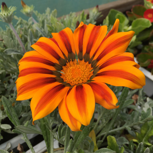 Gazania  - 6 pack and singles