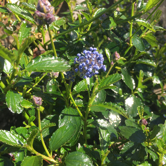 Ceanothus Thrysiflorus repens 3L Creeping Blue Ceanothus