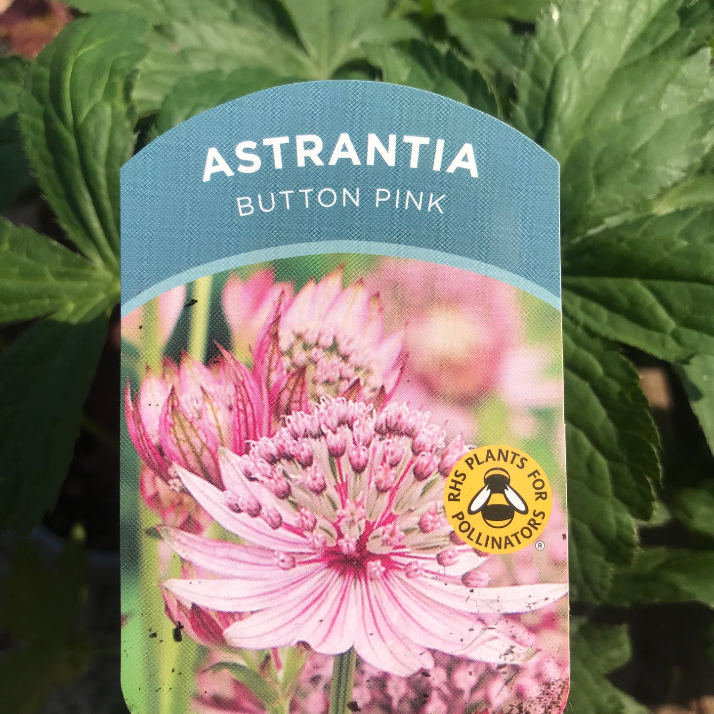 Astrantia 2L all varieties