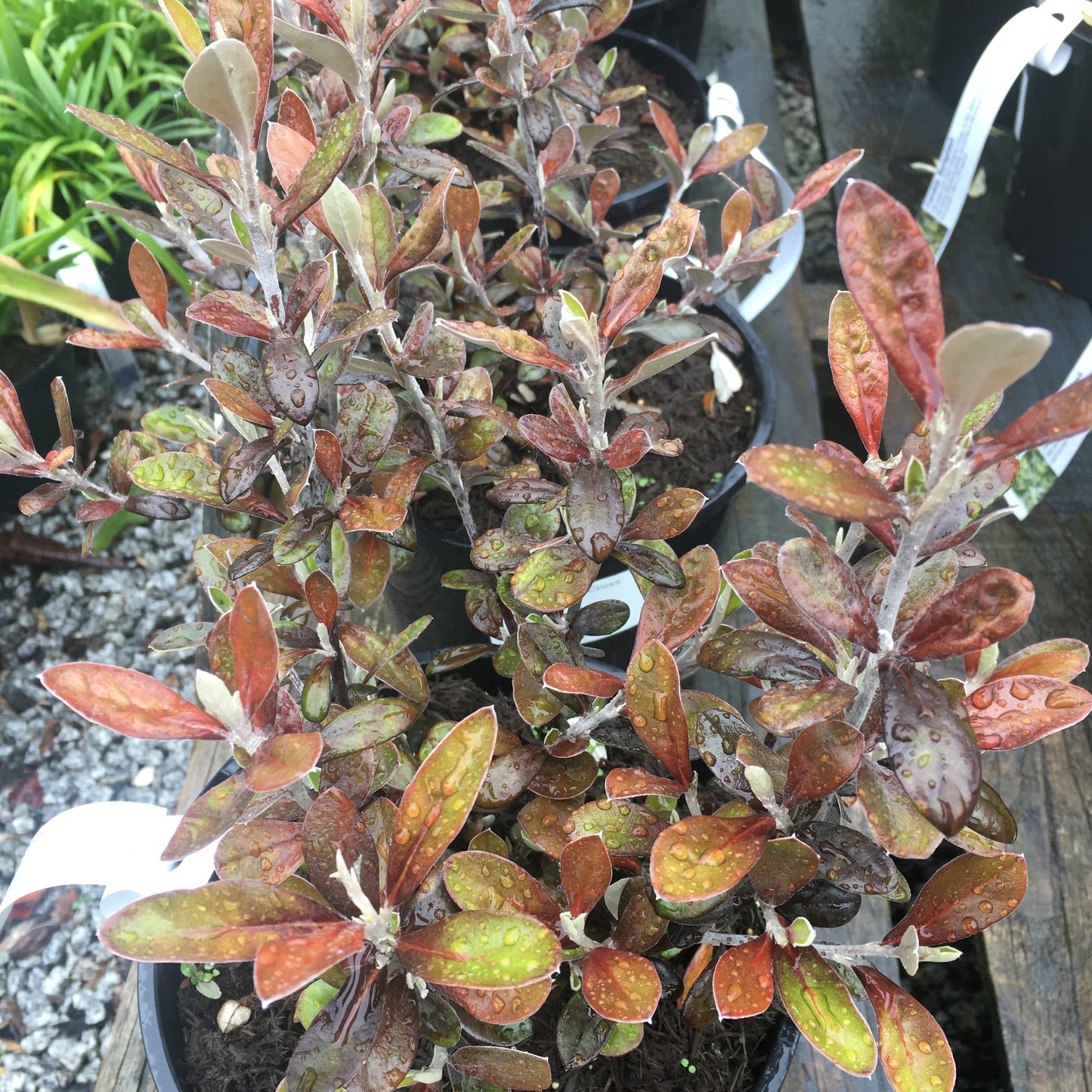 Corokia Frosted Cholcolate - Wire Netting Bush 3L