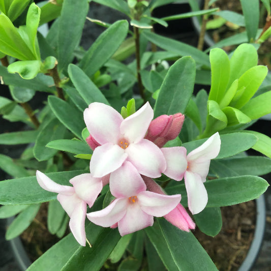 Daphne Odora Eternal Pink Fragrance / Fragrance 1.4L