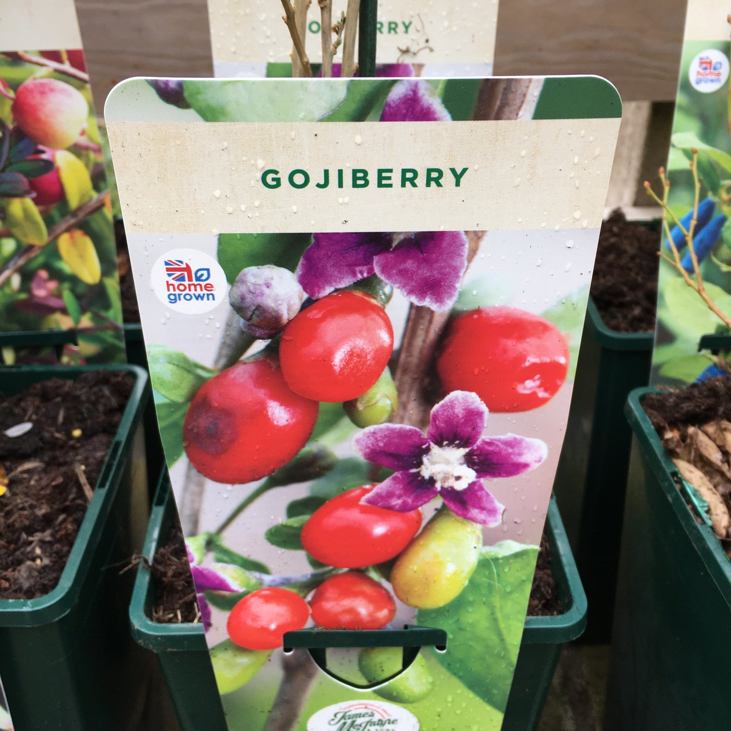 Gojiberry -  3L Pot