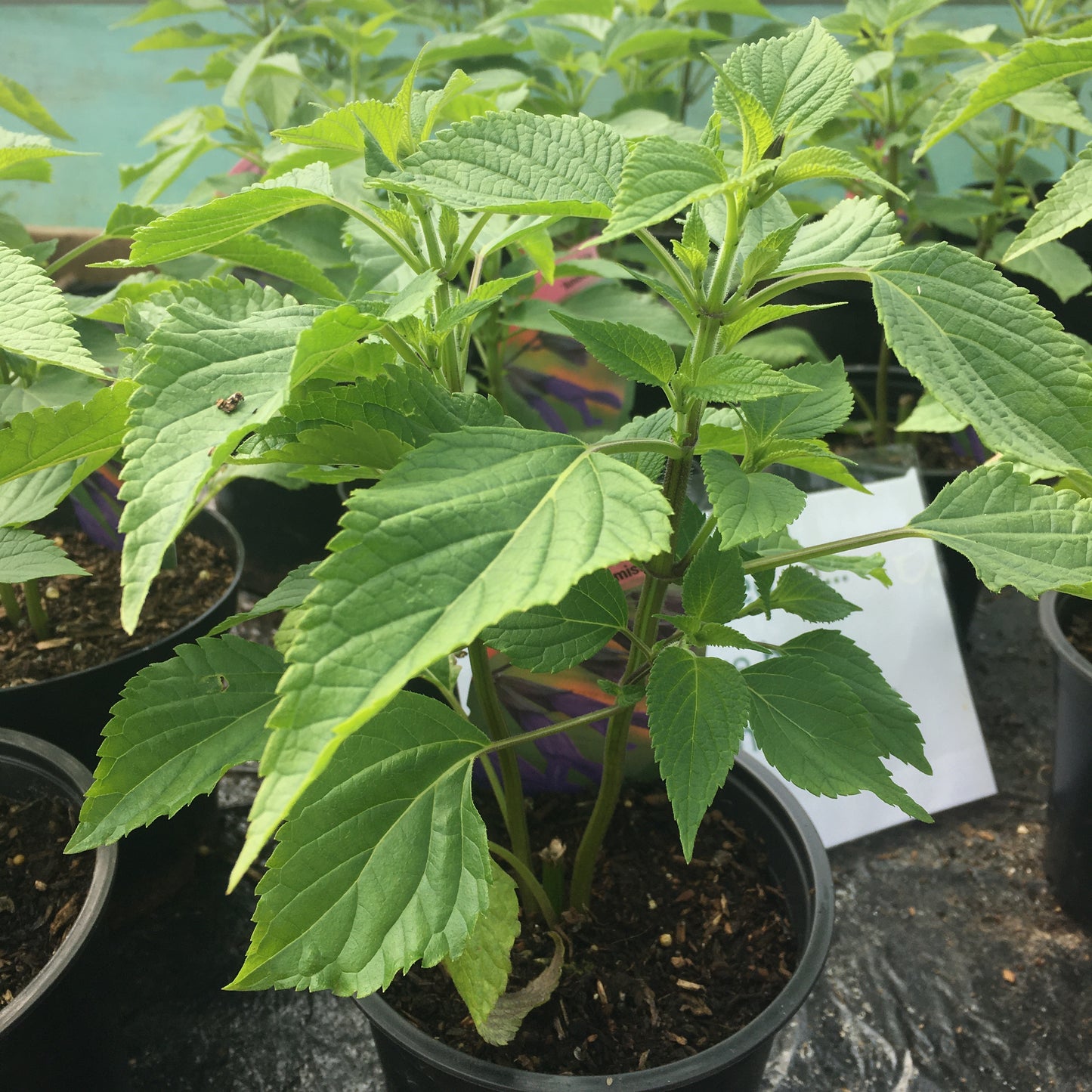 Salvia 'Amistad' 2L