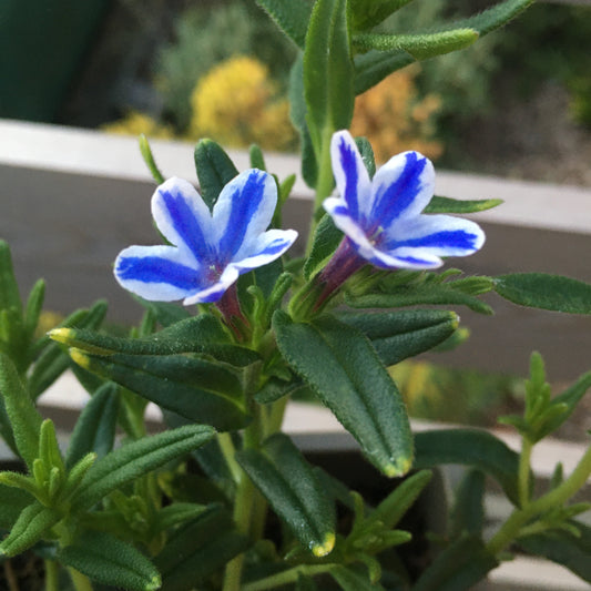 Lithodora Blue & White