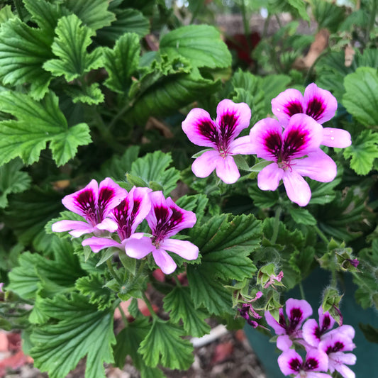 Scented Geranium - Orange Fizz