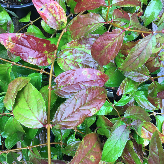 Forsythia - Weekend 3L