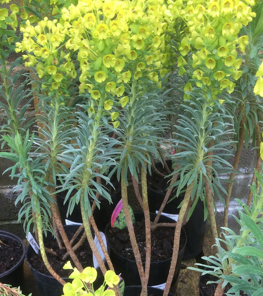 Euphorbia characias wulfenii