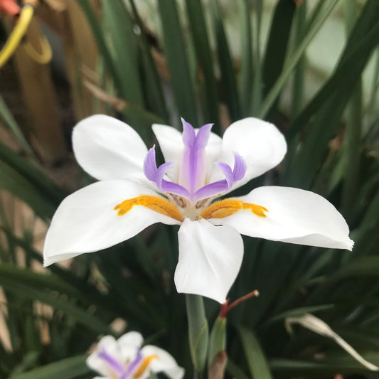 Dietes bicolor