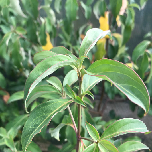 Cornus capitata 15L