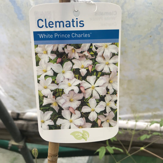 Clematis White Price Charles Large 2L Climber Plant