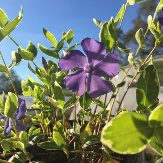 Vinca minor Bowles Variety Sub Ralph Suggert - Lesser periwinkle 2L