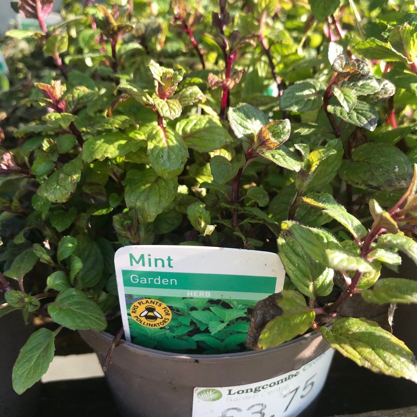 Mint Garden 1L