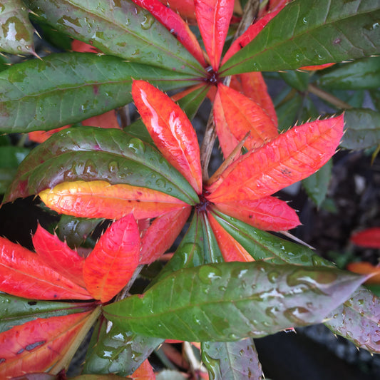 Berberis Julianne 3L