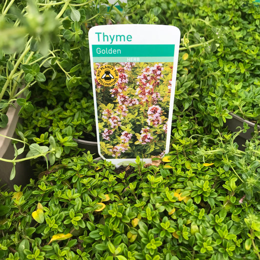 Thyme Creeping Golden Thyme 1L