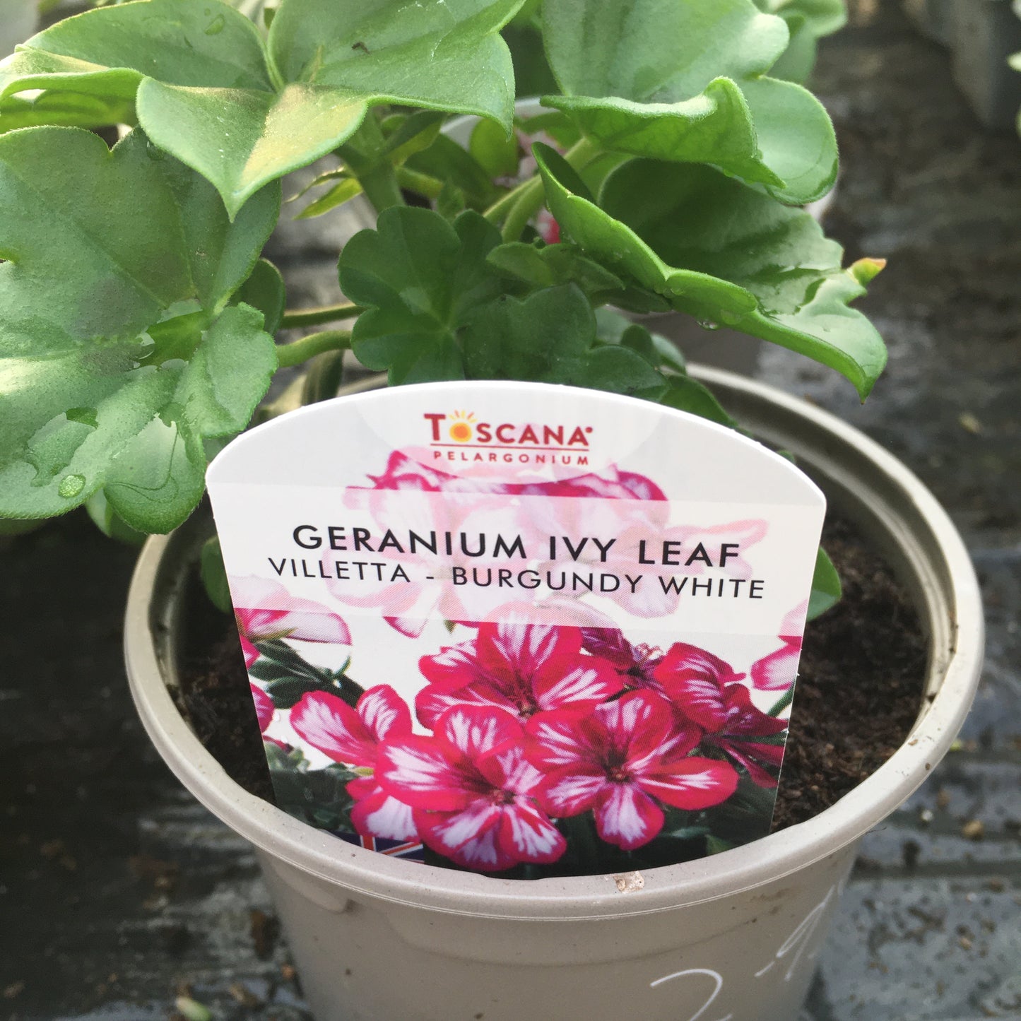 Geranium - Ivy leaf