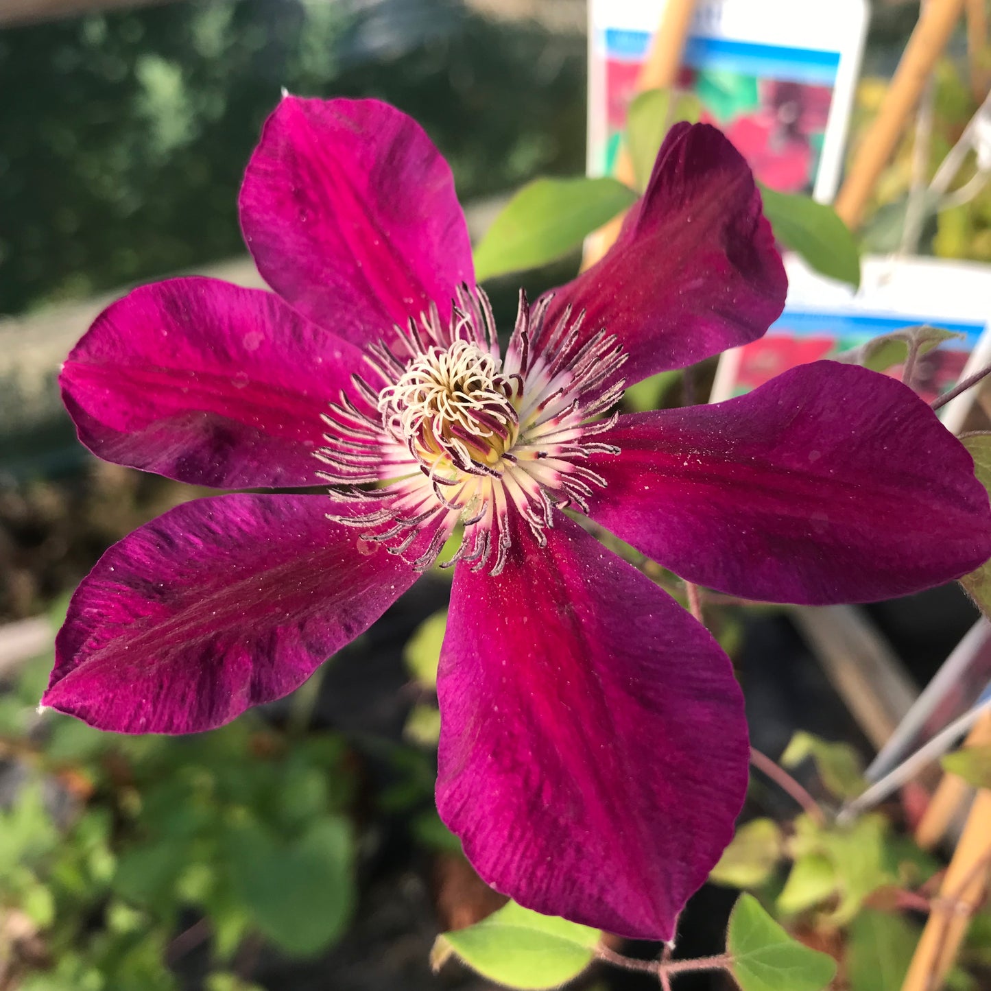 Clematis Westerplatte 3L Climber Plant