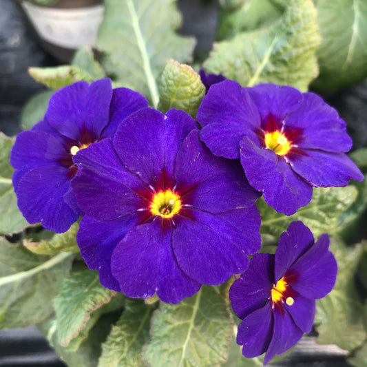 Polyanthus - Multiple Flowers on tall stem