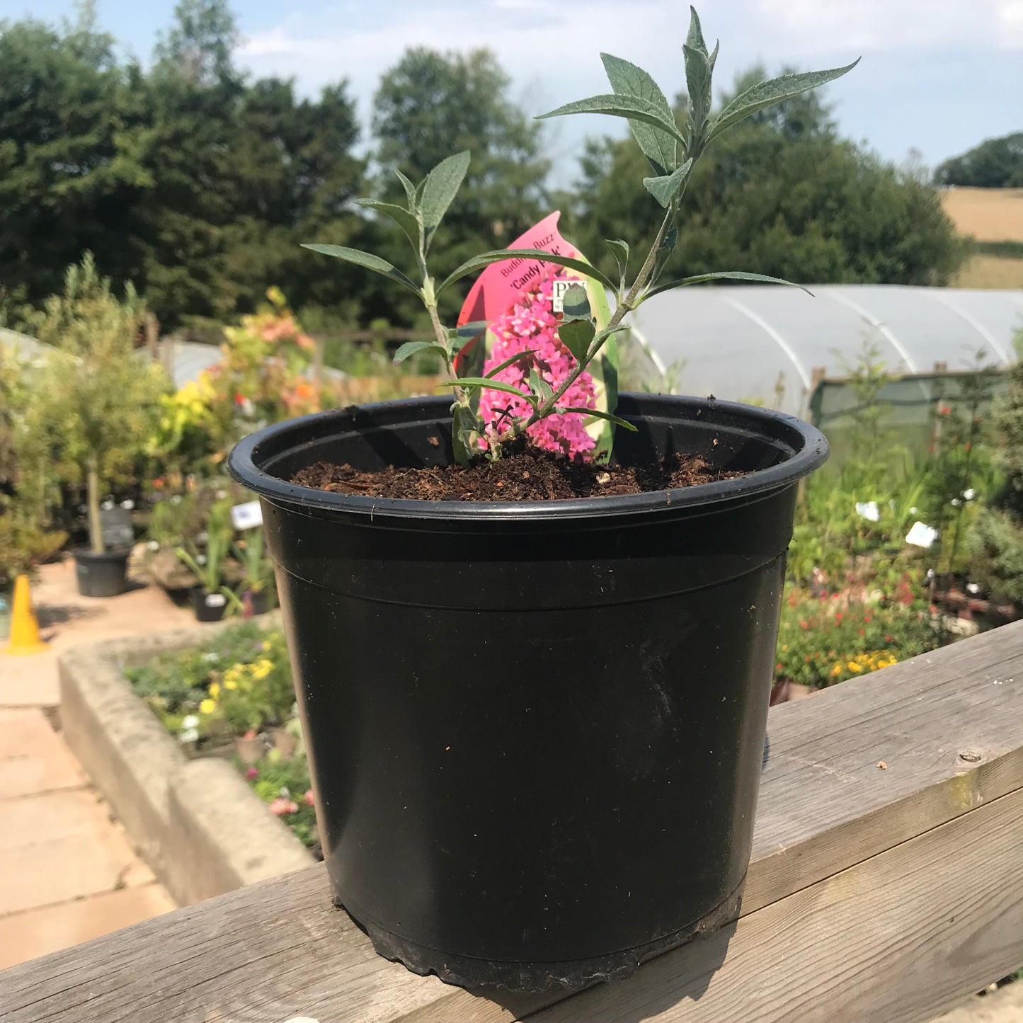 Buddleja Buzz 'Candy Pink' - Dwarf Buddleia