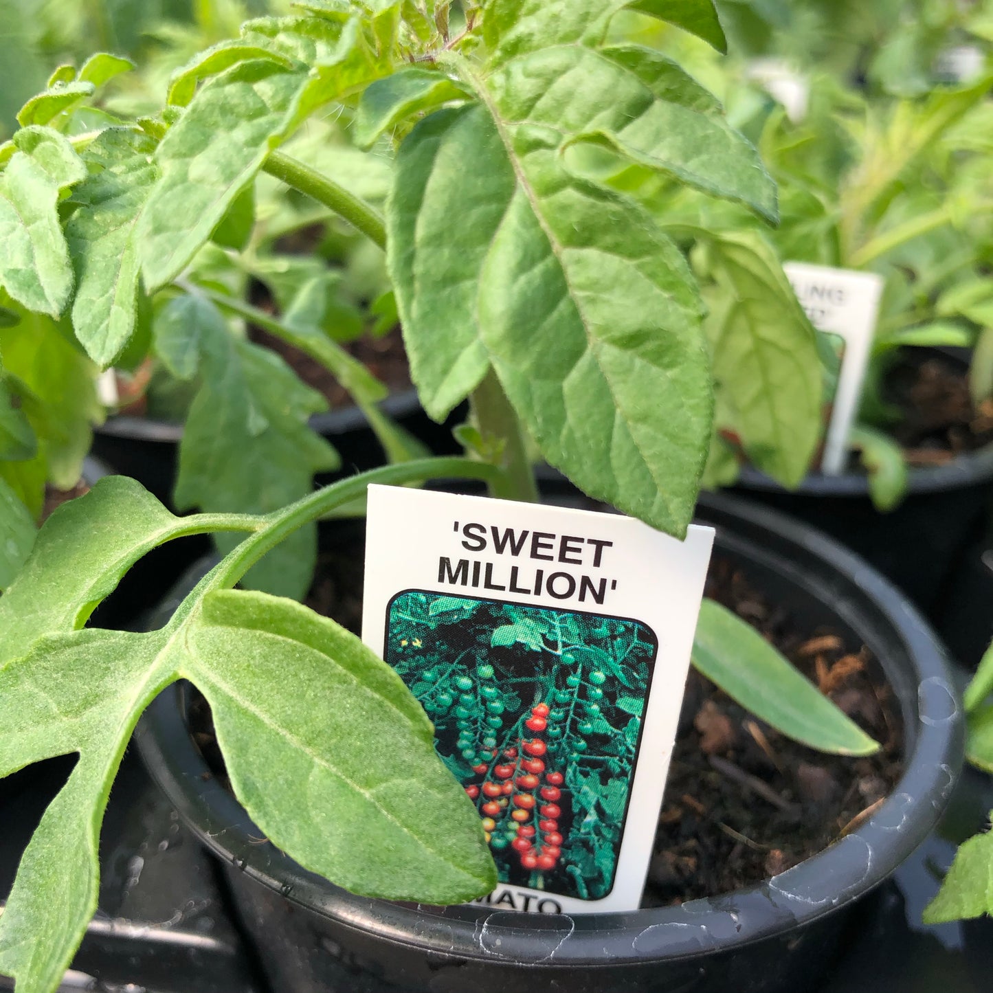 Tomato F1 Sweet Million 9cm pot