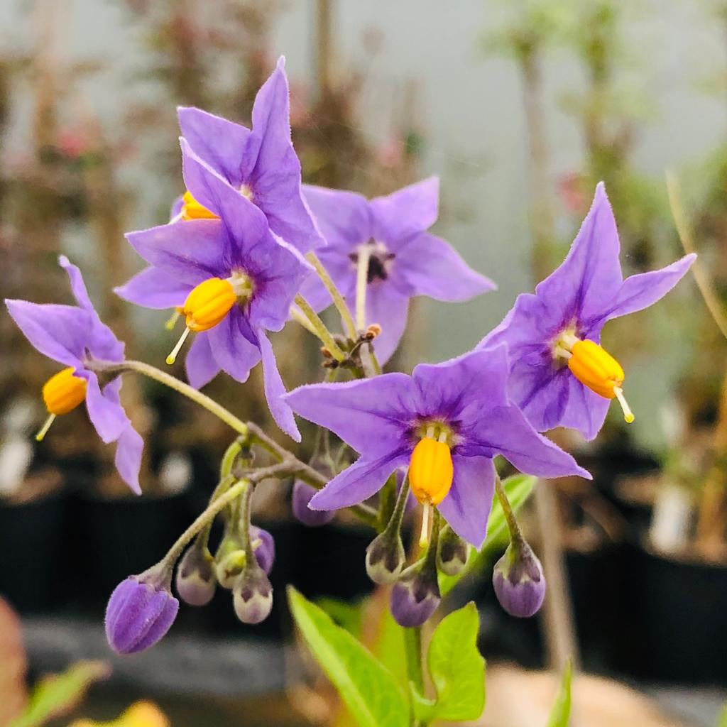 Solanum crispum ‘Glasnevin’ - Chilean Potato Bush 3L