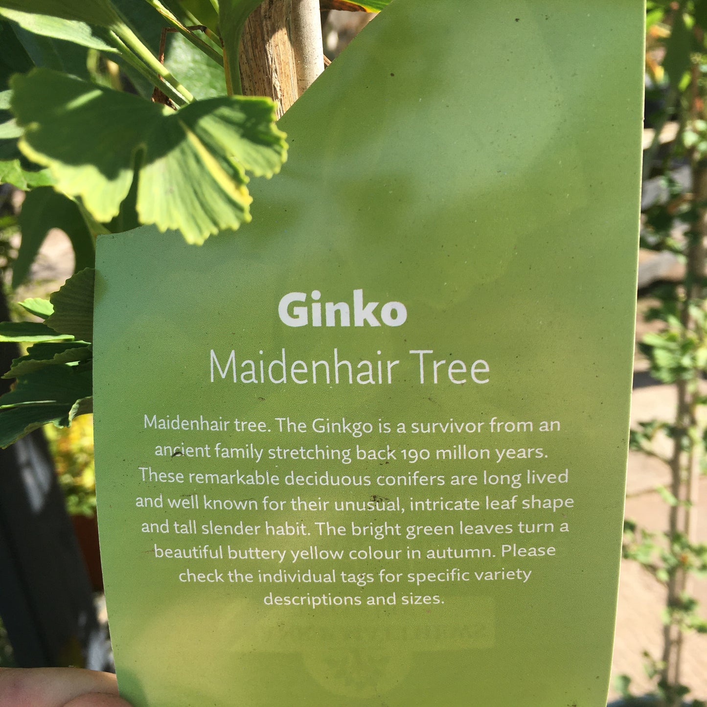 Ginkgo bilboa 'Menhir' - Maidenhair Tree 7L