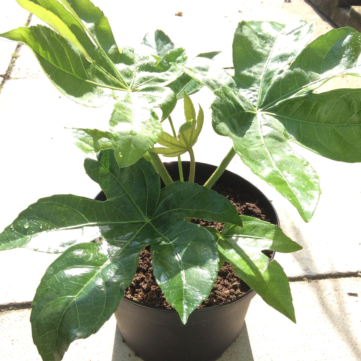 Fatsia Japonica 1.5L