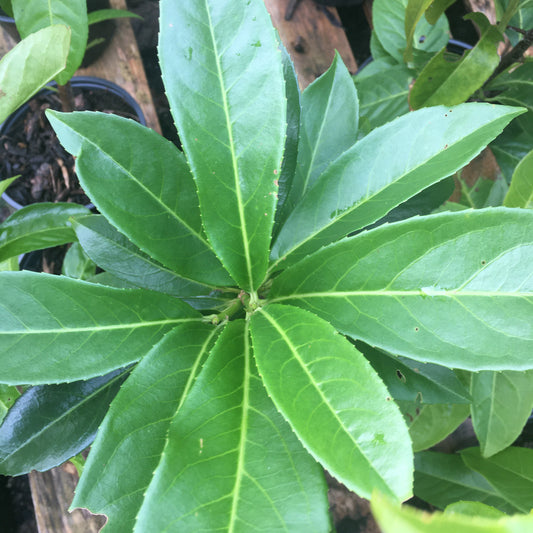 Prunus laurocerasus - Cherry Laurel - 3L Height : 15-30cms