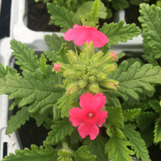 Verbena 6 pack