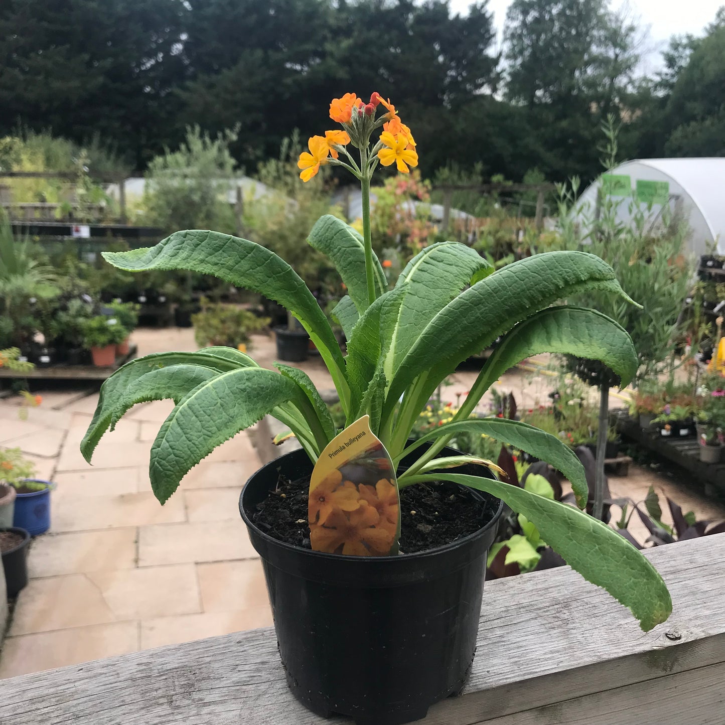 Primula bulleyana - Bulley's primrose