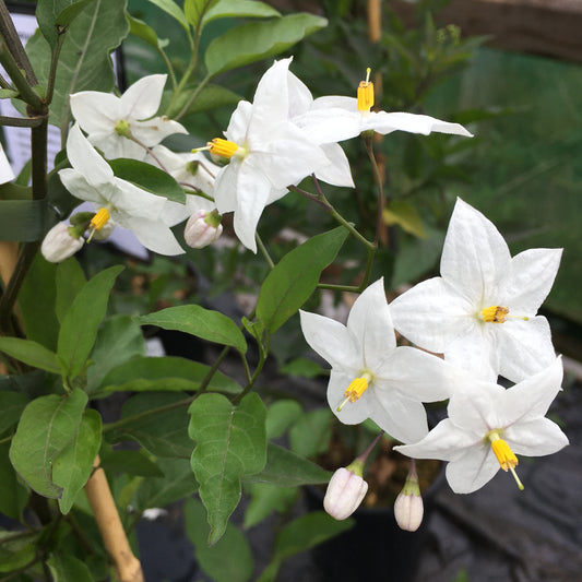 Solanum laxum Album - Chilean Potato Bush