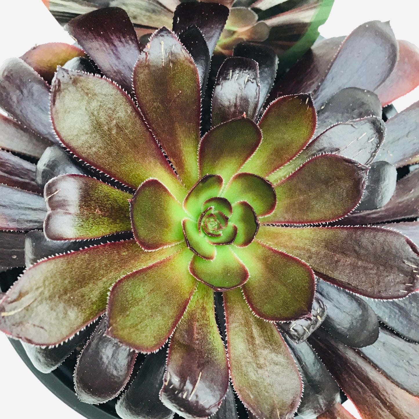 Aeonium arboreum Schwarzkopff