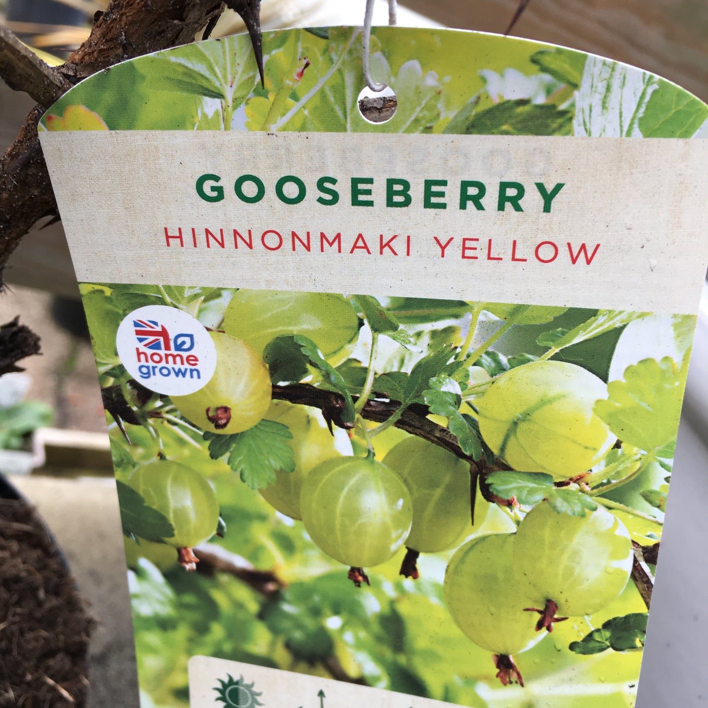 Gooseberry Hinnonmaki