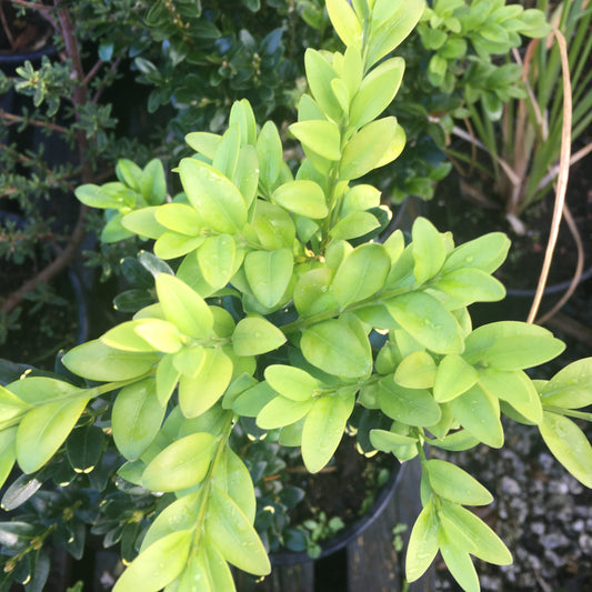 Buxus sempervirens - common box