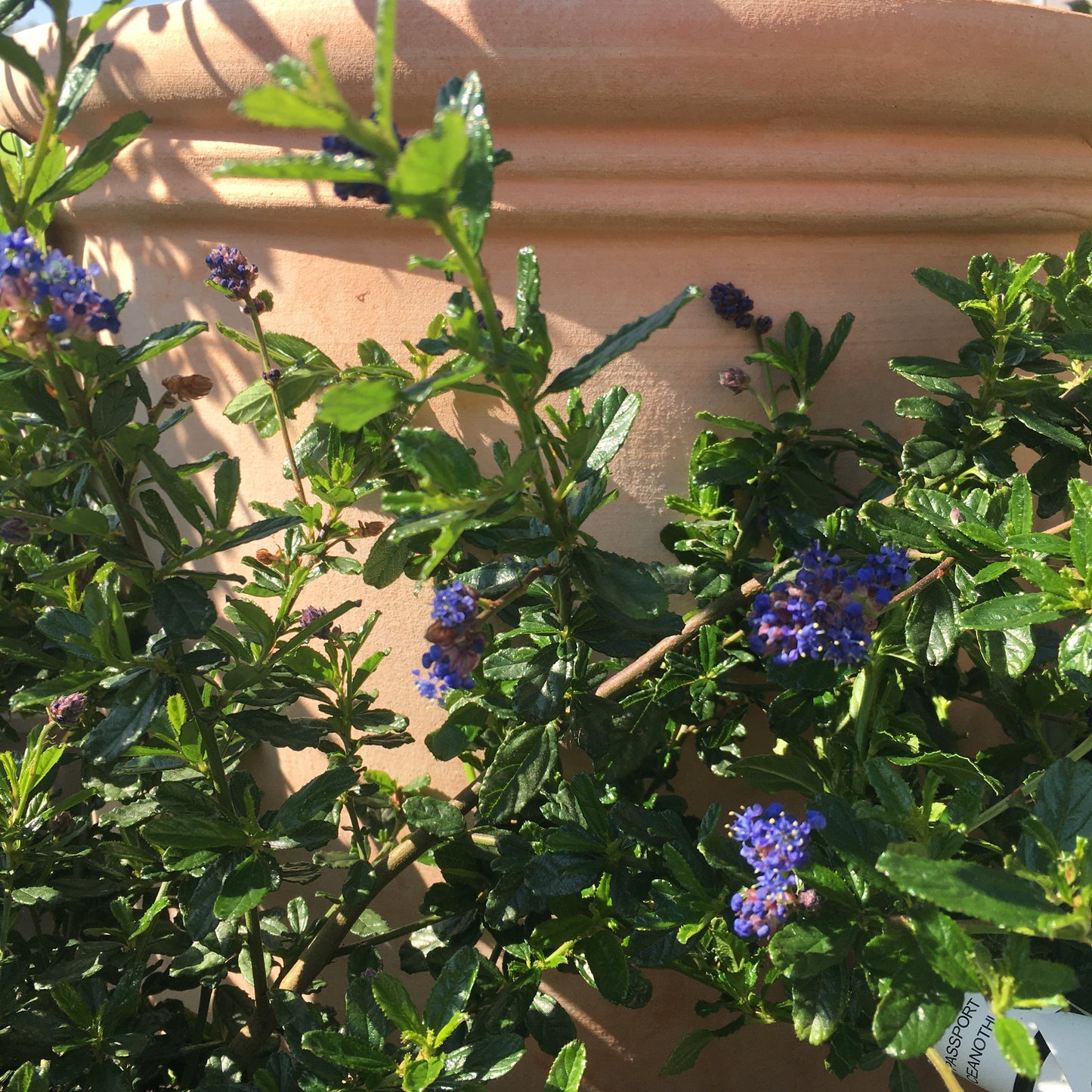 Ceanothus Blue Mound 3L