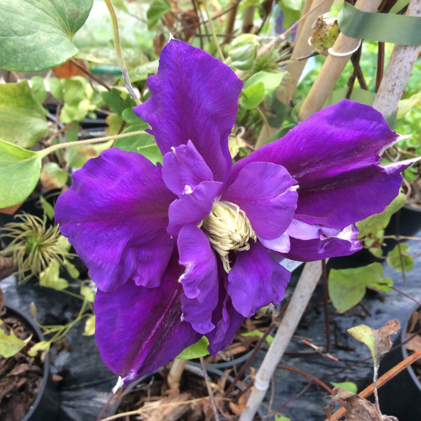 Clematis Gipsy Queen Large 2L Climber Plant