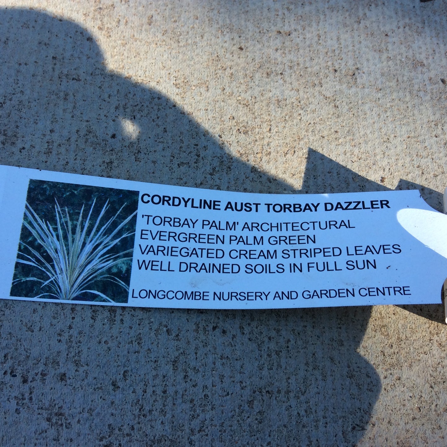 Cordyline australis ‘Torbay Dazzler’ 2/3L
