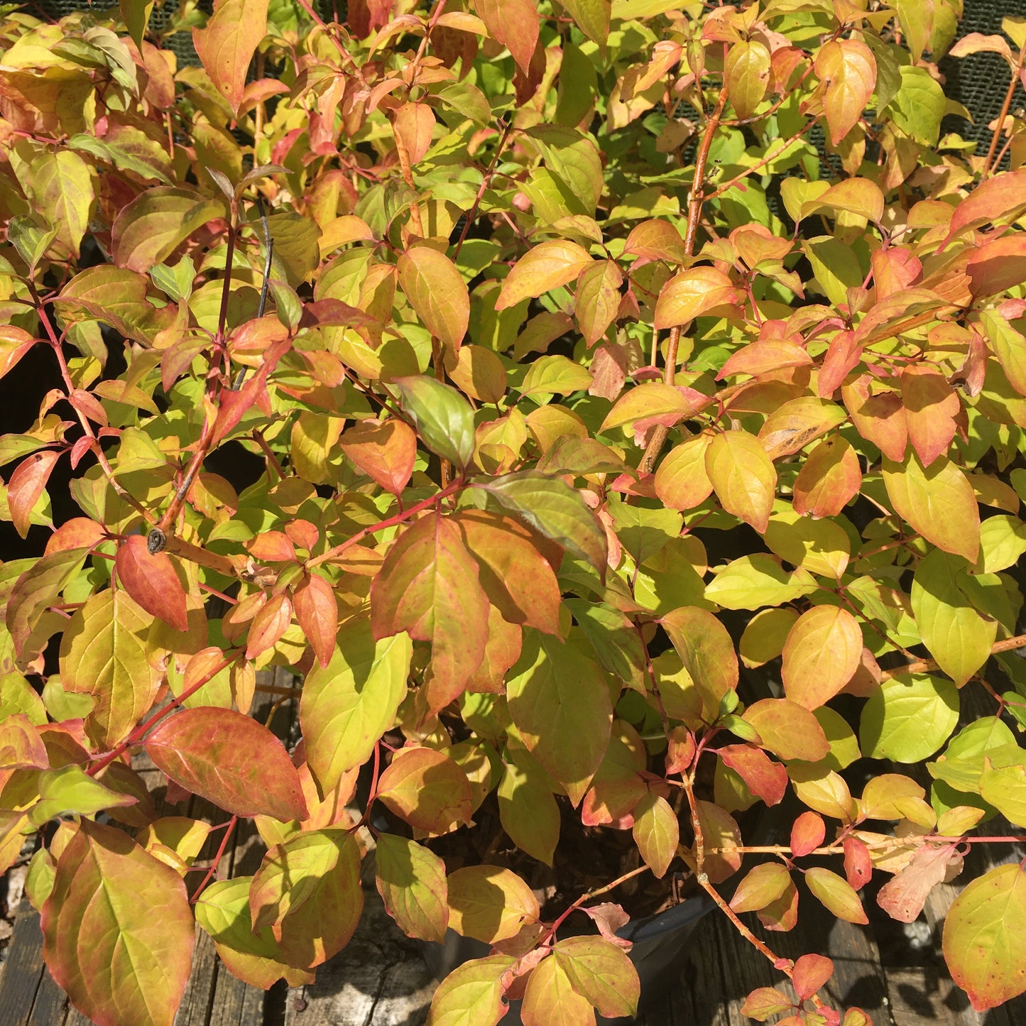 Cornus sanguinea 'Midwinter Fire' (Winter Beauty) 15L