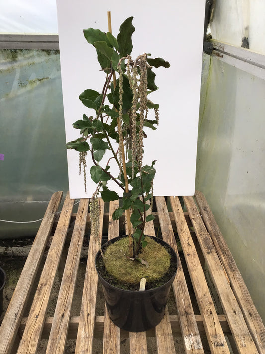 Garrya elliptica