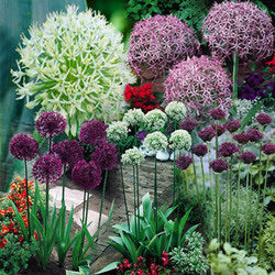 Allium 1L potted mixed varieties