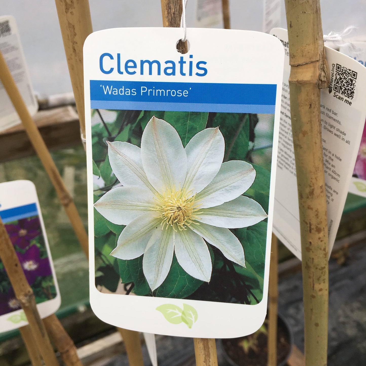 Clematis Wadas Primrose Large 3L Climber Plant